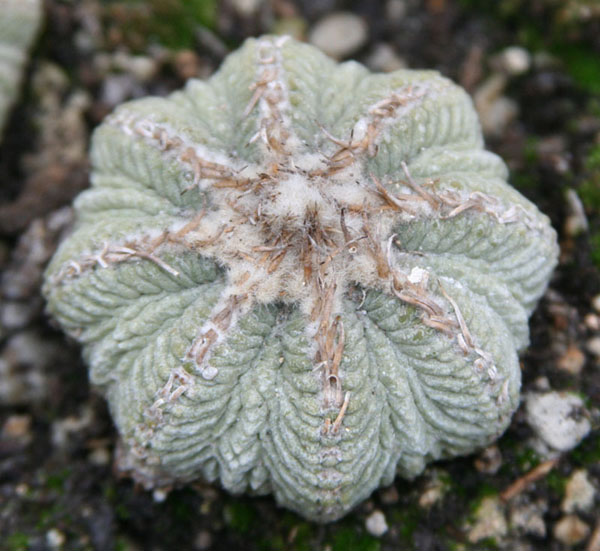 仙人掌介绍60多种独特的仙人掌,仙人掌开花的美图