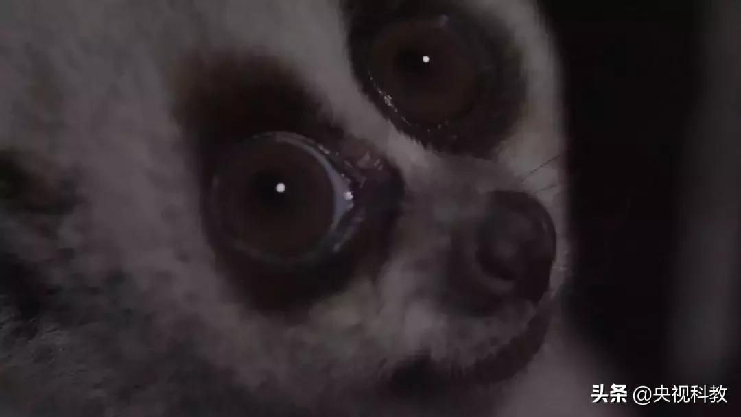 揭秘出没滇南的巨型“红龙”