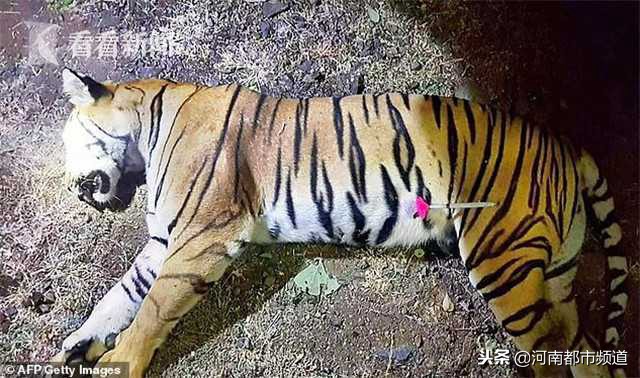 母老虎被击杀遭报复,母老虎的传奇事件