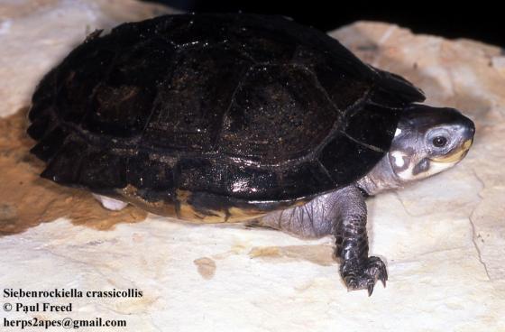 匠志萌宠乐园教学,匠志萌宠