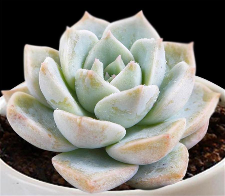 白牡丹多肉越来越白怎么回事,多肉白牡丹怎么度夏