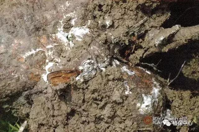 几种果树根部病害的症状识别与防治