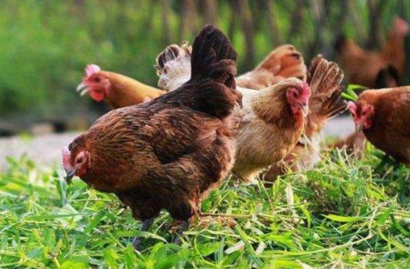 养殖生态鸡致富新路子,散养蛋鸡致富经