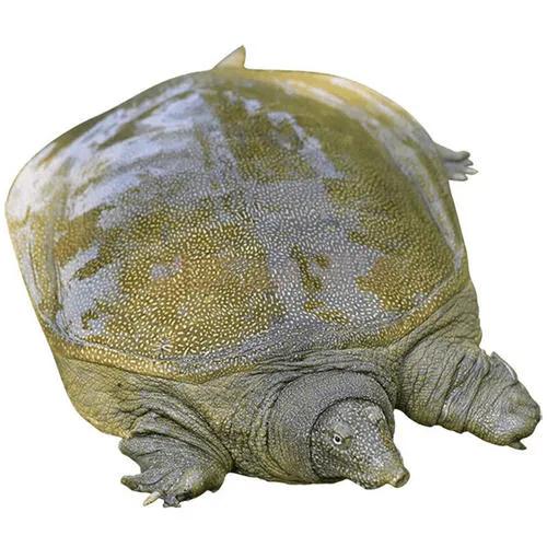 野生甲鱼同人工饲养有什么不同,人工喂甲鱼吃什么