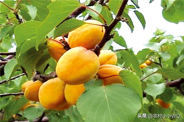 栽培仁用杏前景如何,山杏种植技术大全