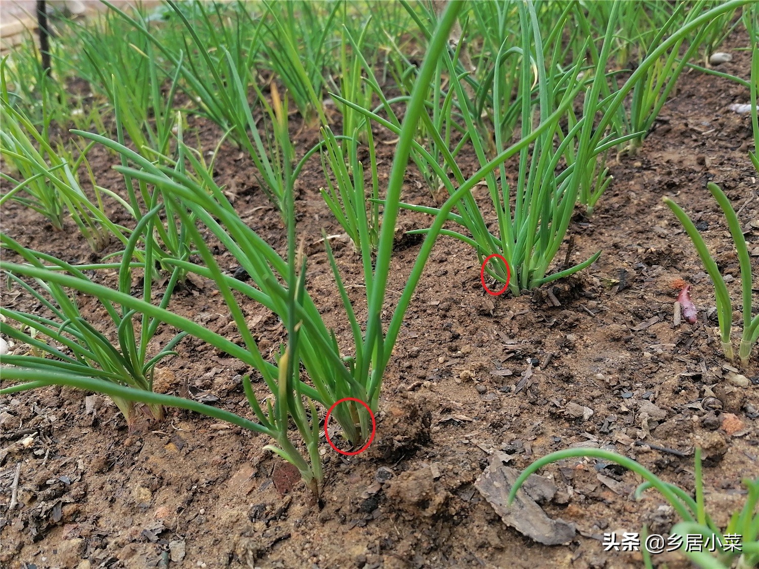 四季小香葱长得细怎么办,香葱高温时节怎么管理