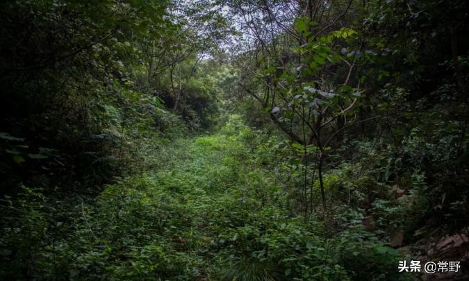 长沙谷山为什么叫谷山,长沙郊野公园