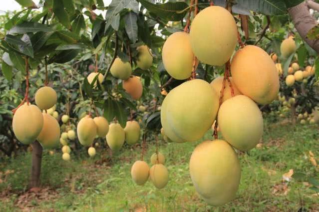 芒果盆栽种植方法,盆栽芒果正确种植方法