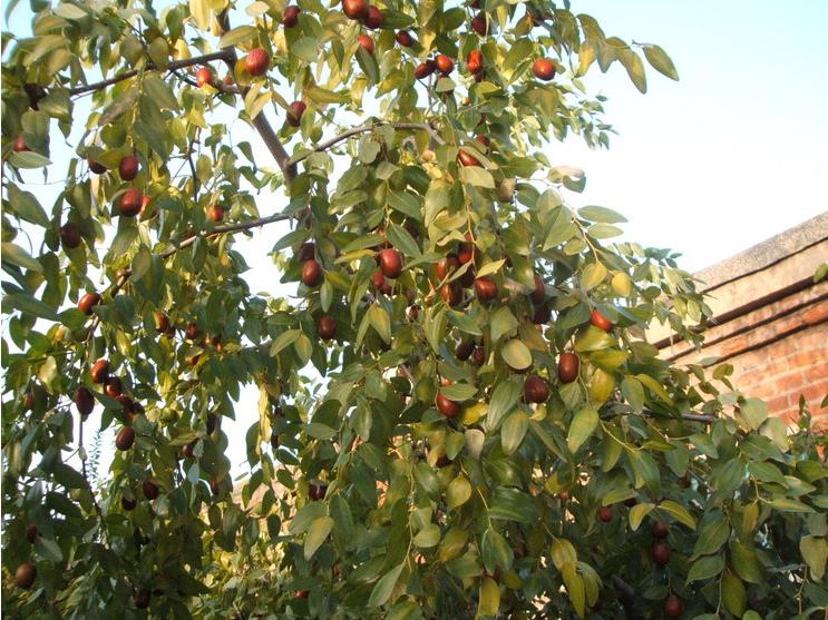 农村十大名贵木材,农村哪些木材比较好