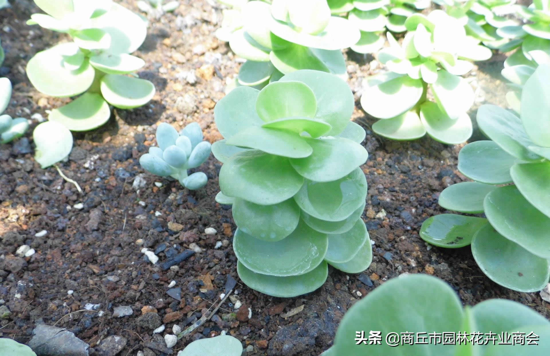 金钱木叶子发黄发软掉叶怎么回事,多肉金钱木叶子发黄发软枝干变细