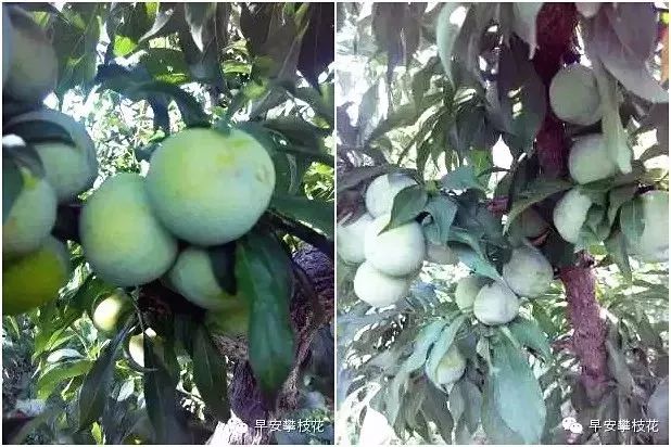 好吃的攀枝花当季新鲜水果 (攀枝花这两天特色水果)