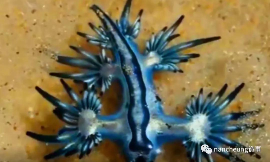 深海迷航第49天神秘生物,深海海底神秘的10种生物