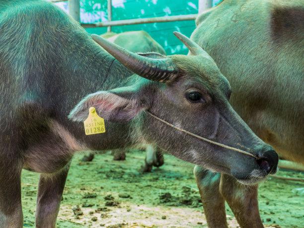 种草养牛与买草料利润比较,现在农村老人养牛