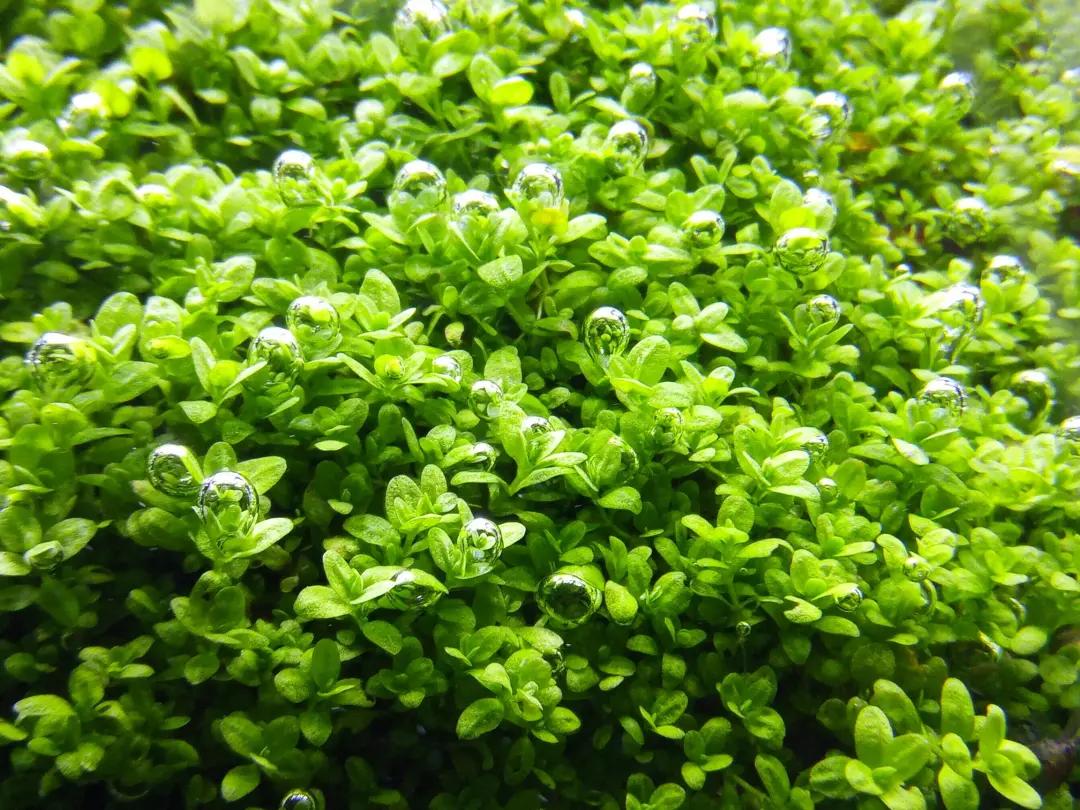 石上的迷你矮+血红宫廷，美的让人心醉