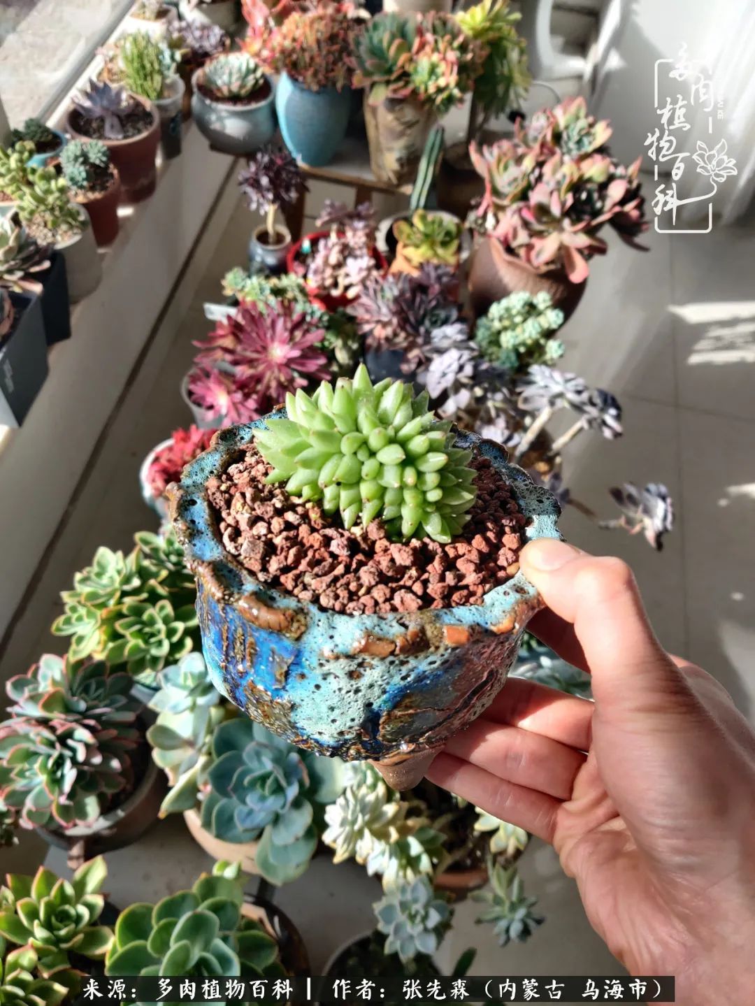 吸取教训，不断探索，英语老师的多肉碎碎念