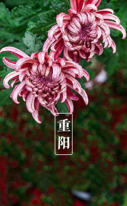 有关重阳节的诗句15篇,10首关于重阳节的诗词欣赏