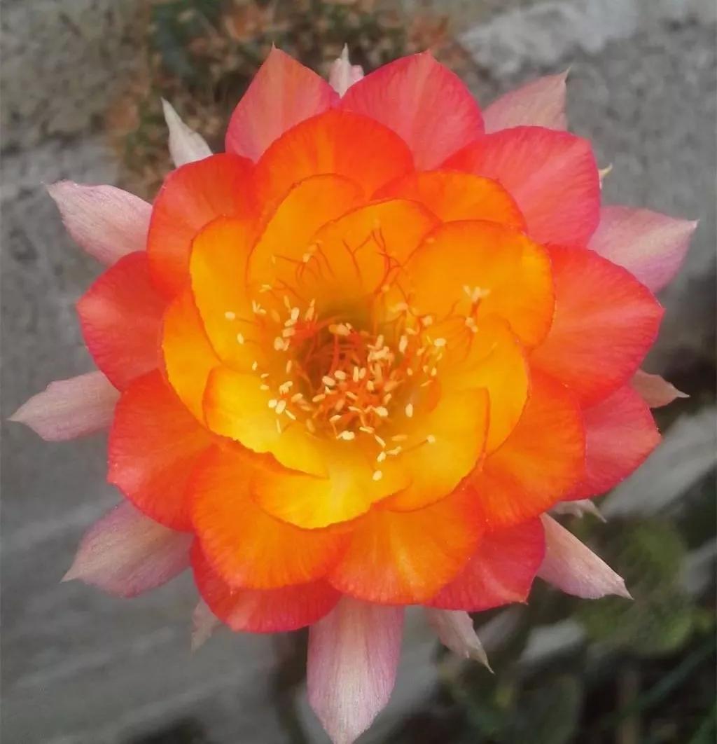 100种仙人球花图片,100种仙人球的品种视频