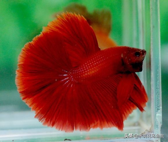 斗鱼哪个品种好养活,斗鱼品种哪个好养