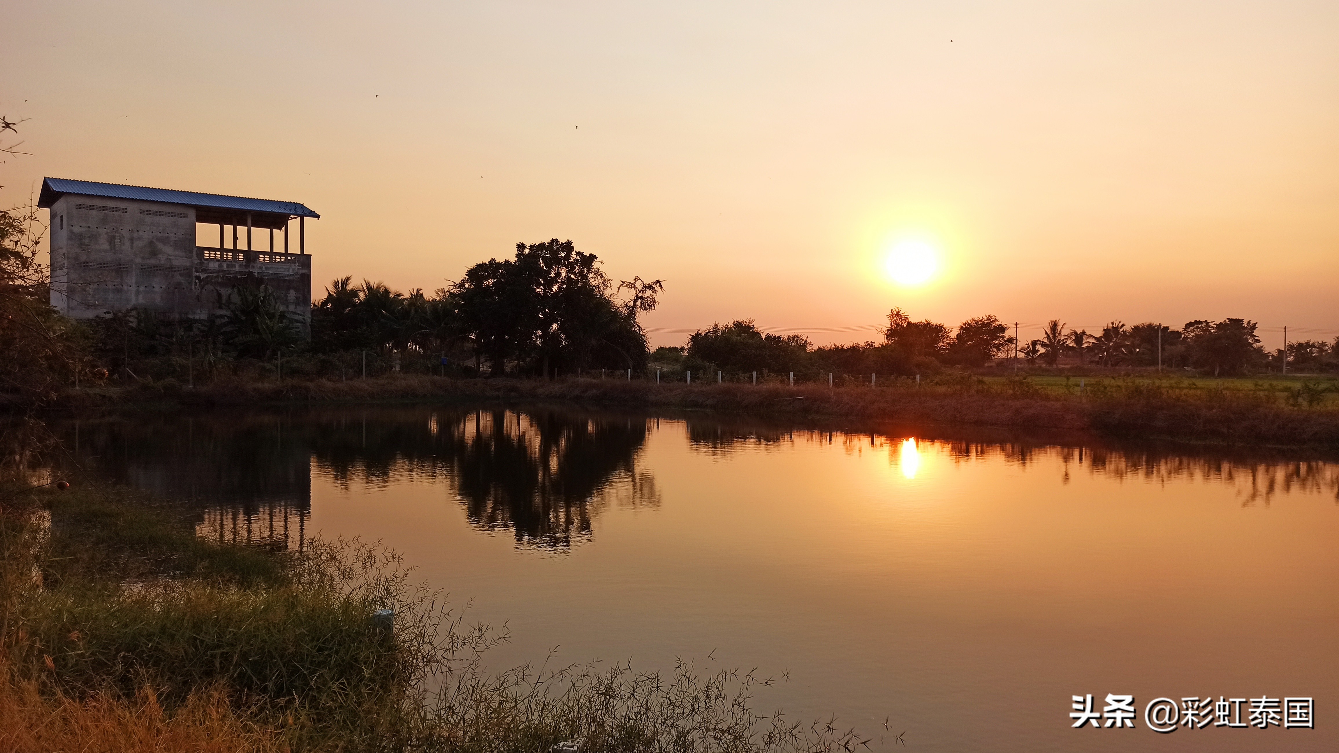 泰国即食燕窝是真的吗,泰国的燕窝是真的吗