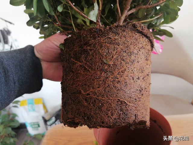 杜鹃花干枝处理方法,杜鹃花干叶掉落该用啥肥