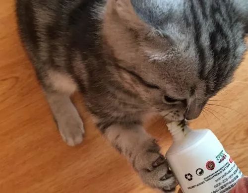 猫咪吐毛球然后连续吐胃液怎么办,猫咪吐毛球怎么解决毛球症