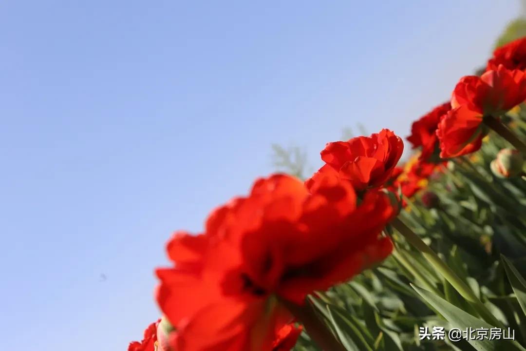 房山区长阳公园郁金香花,房山长阳公园郁金香花开了吗