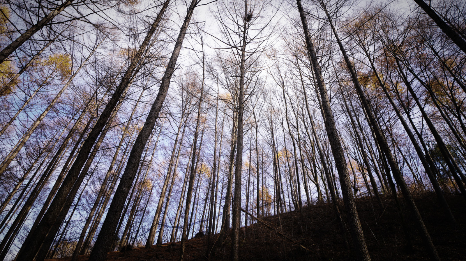 哇，人参随便挖！韩国还能这么玩