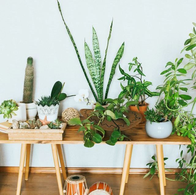 仙人掌盆栽有什么好处,大蒜对盆栽花有什么好处