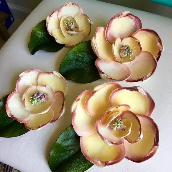 海边捡的贝壳可以做什么手工,贝壳创意手工种花