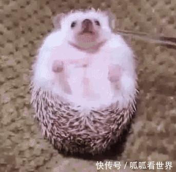刺猬生气时喂点东西就好了,刺猬生气有多可爱