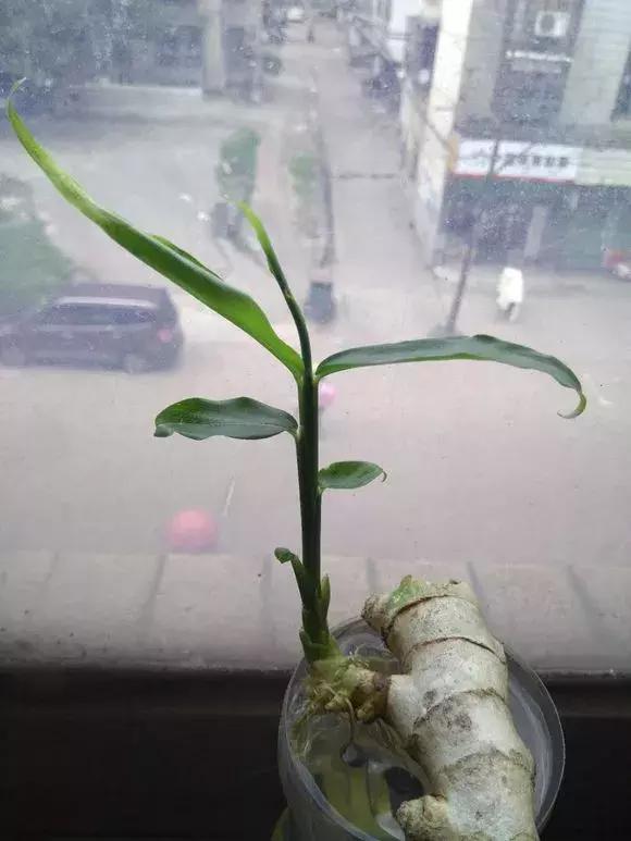 这6种菜根不要丢,哪4种菜根不能丢在家盆栽