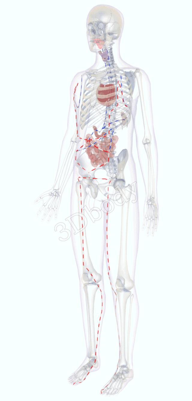 最新经络图精美3d动态循行图,经络3d动态循行图怎样制作