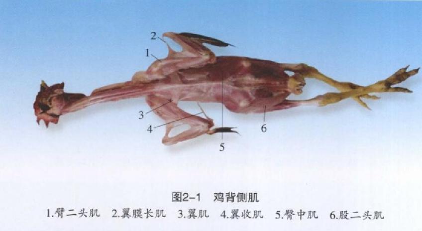 怎样解剖鸡知道病情,手把手教你解剖鸡超详细解剖步骤