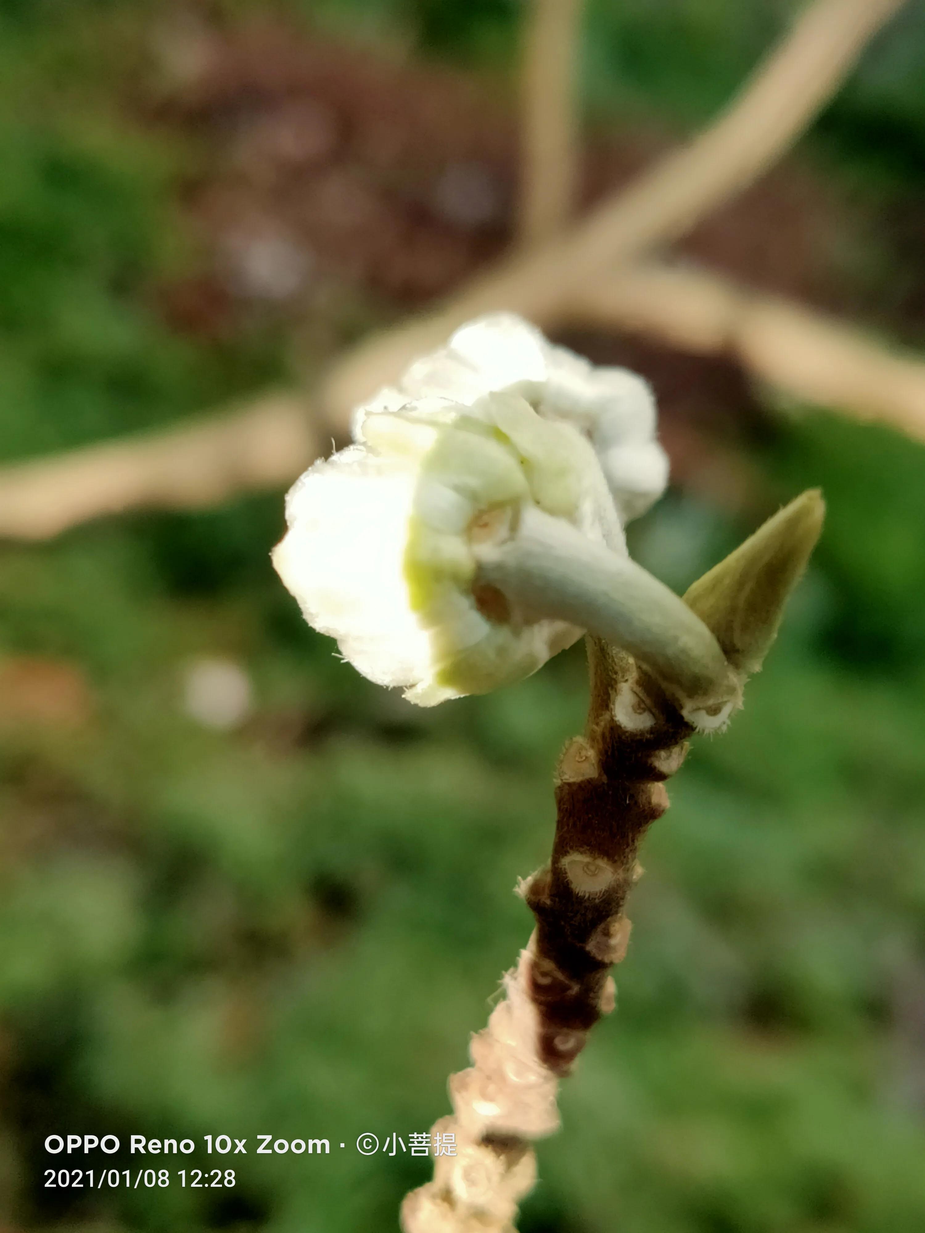 这就是爱情树,若在枝上打两个同向的结,就能得到甜蜜爱情和幸福