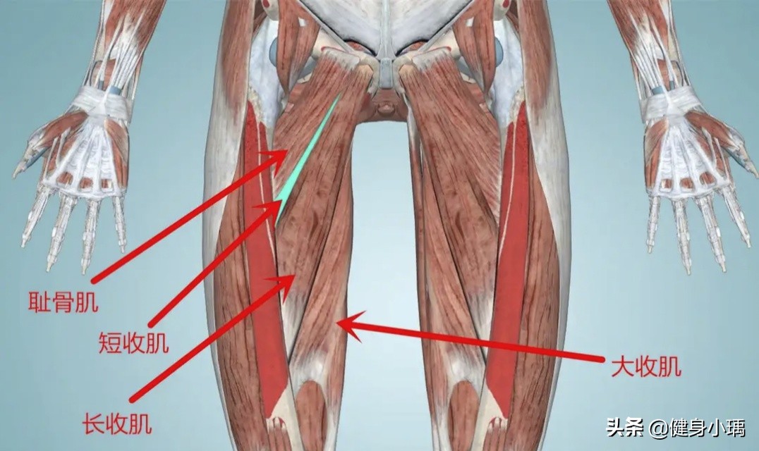 腿部肌肉的教学,腿部肌肉是如何发力解剖图