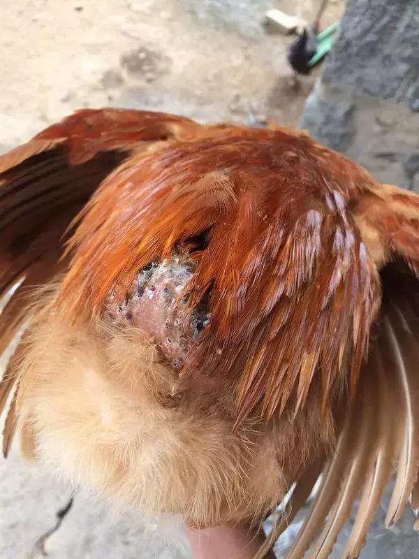 鸡群啄肛,散养鸡啄蛋最佳解决方法