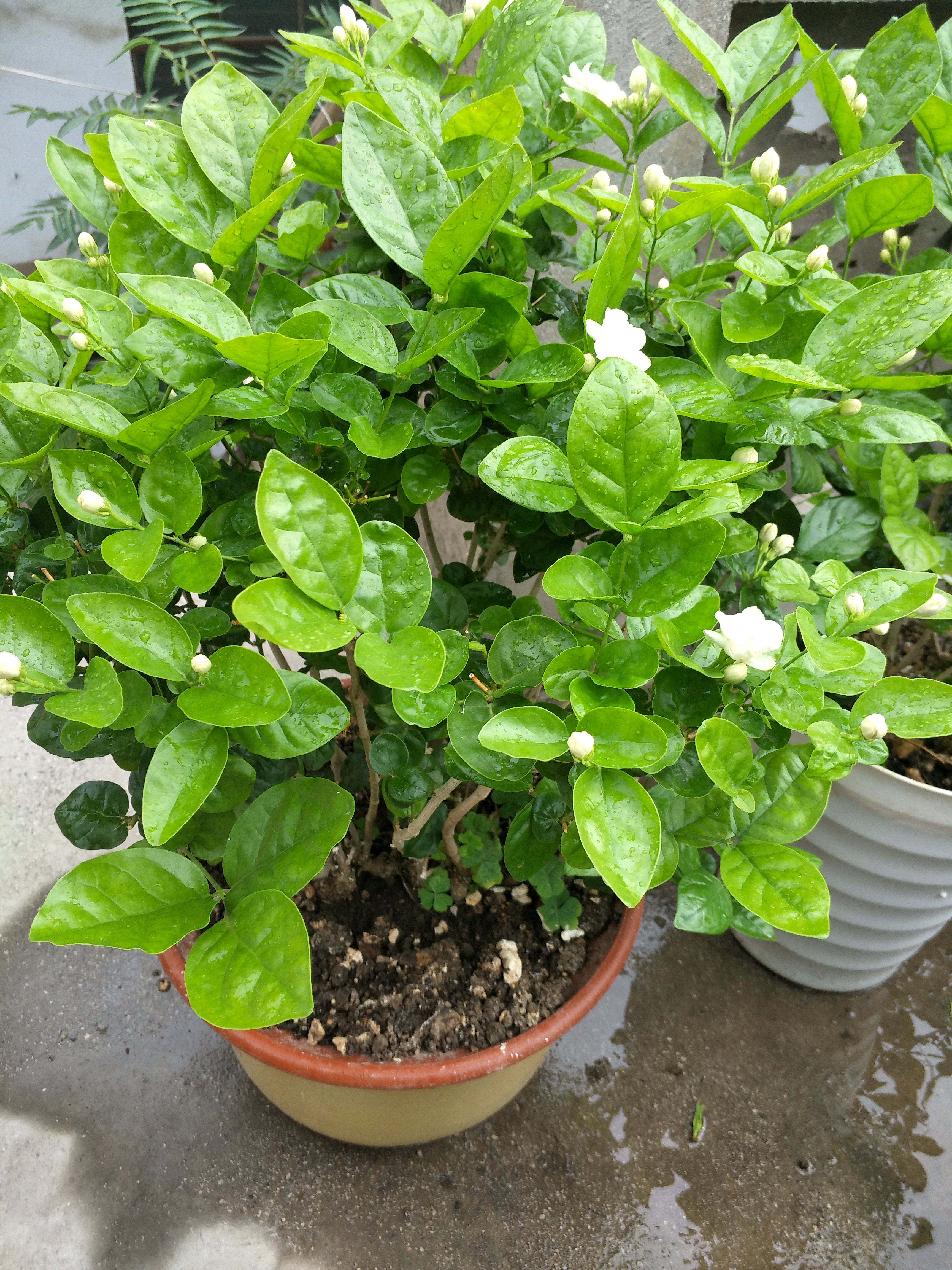 茉莉花叶片干枯掉落怎么回事,茉莉花叶子干枯脱落是什么原因