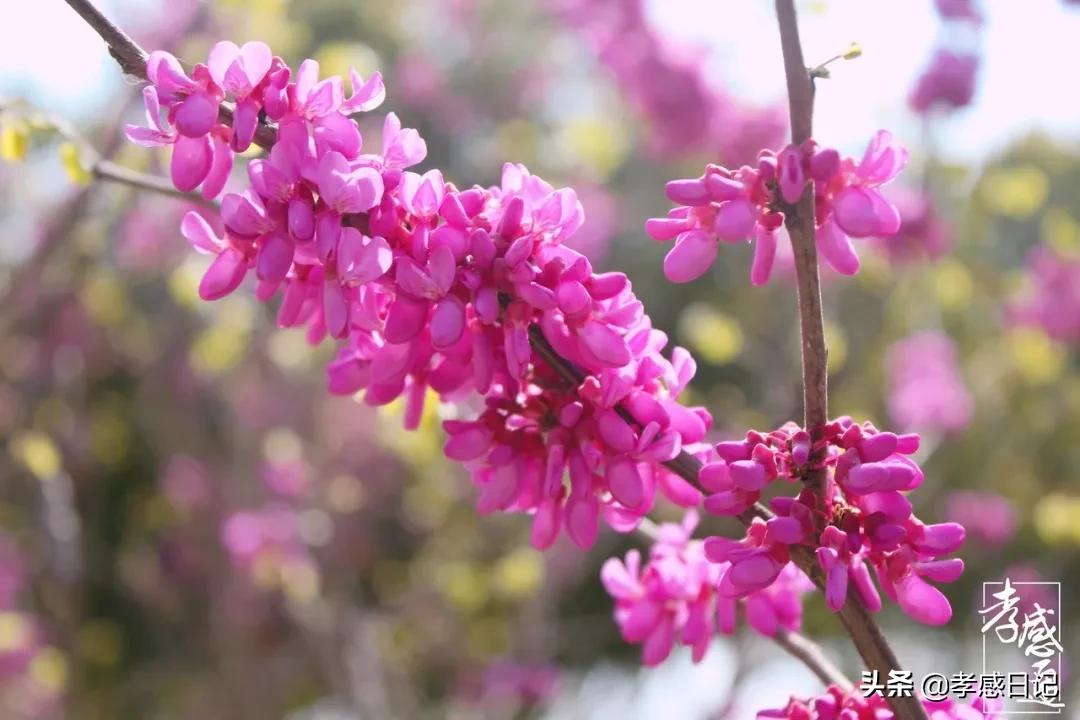 孝感出发旅游攻略路线,湖北孝感的旅游攻略