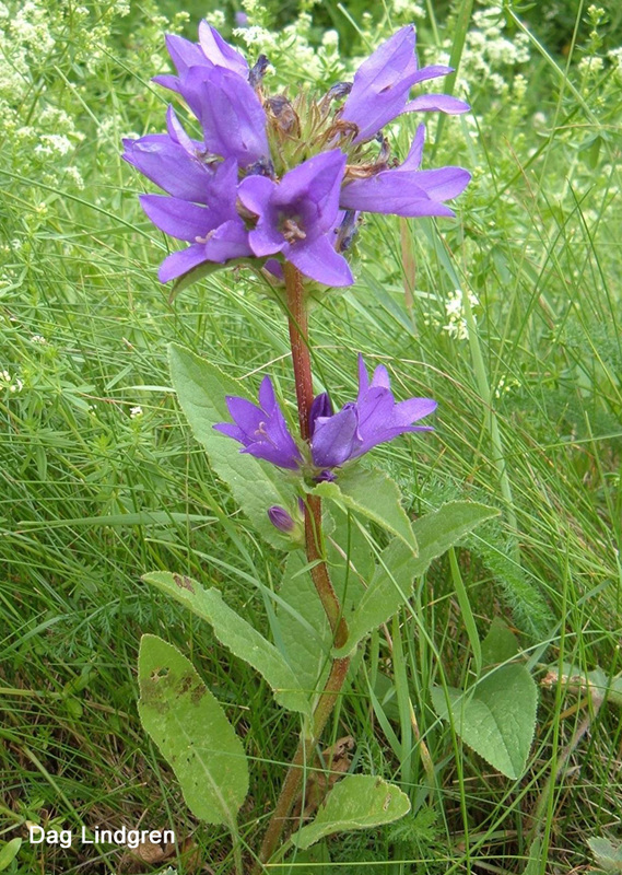 陆龟最喜欢的蔬菜,陆龟爱吃什么