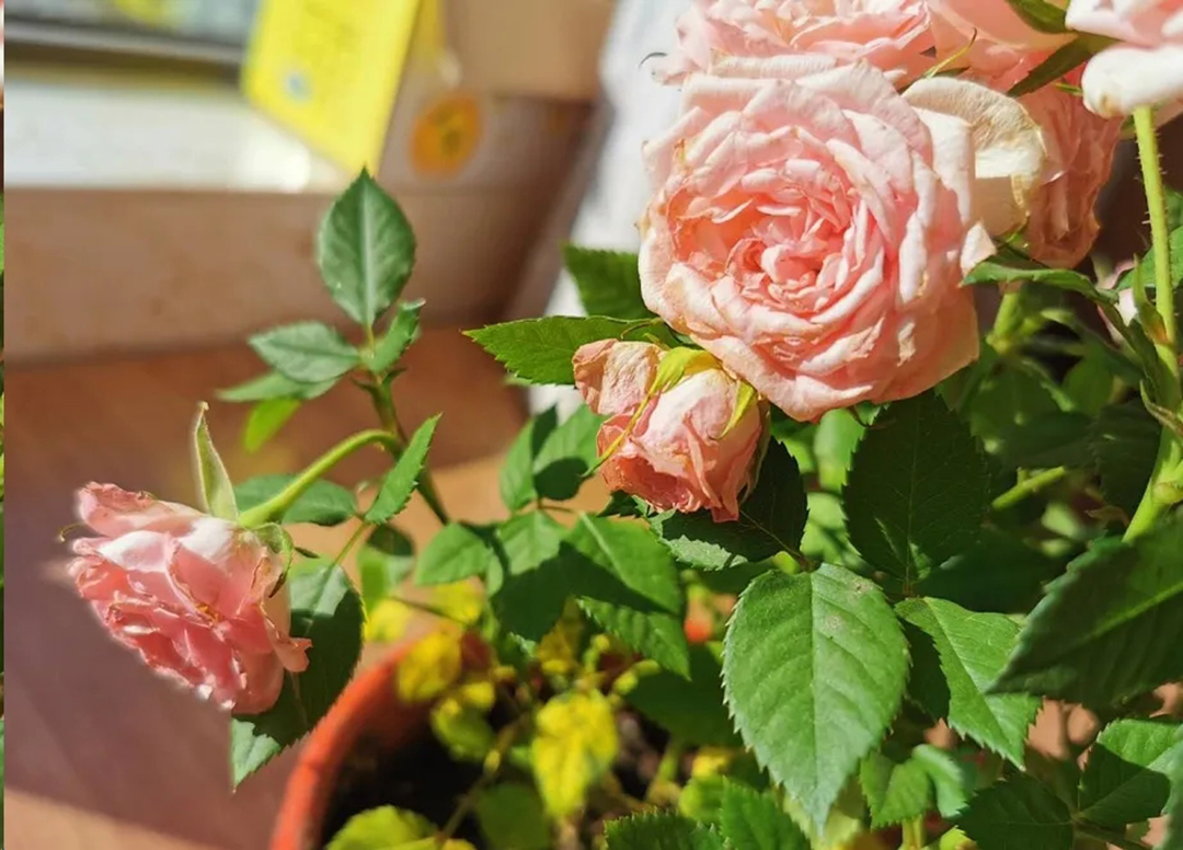 月季花开一半就不开了怎么回事,月季花开一半花蕊烂了是什么原因