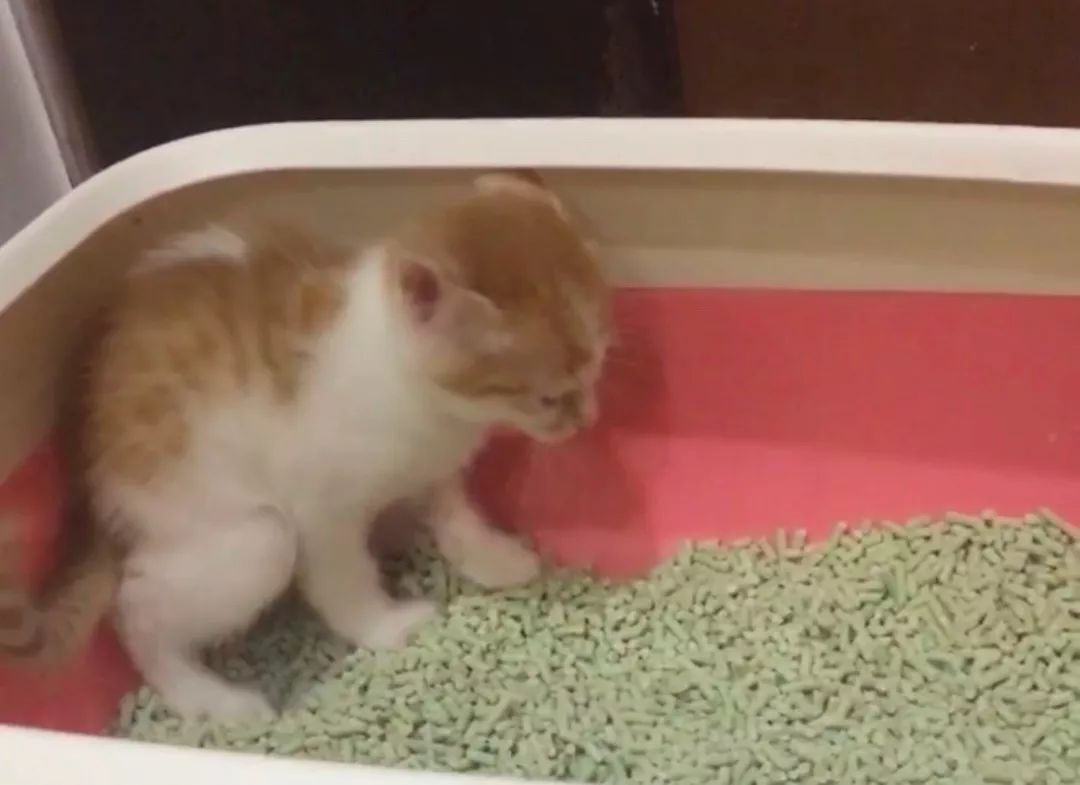 如何纠正猫咪的尿床行为,怎么彻底解决猫咪尿床