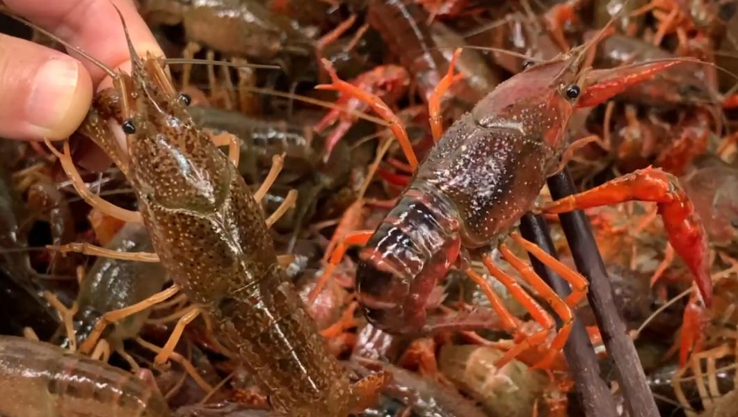 清水洗小龙虾,清水小龙虾清洗必须去腮吗