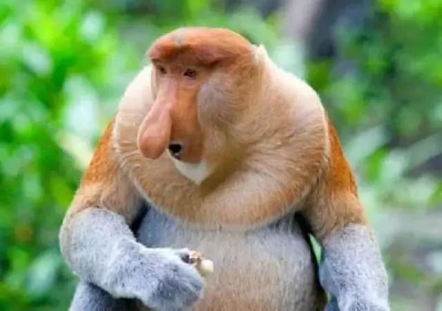 世界十大不寻常宠物,全球最稀有的宠物