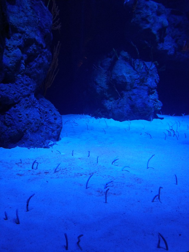 招商蛇口邮轮母港坐船去珠海长隆,广州长隆到珠海长隆可以坐邮轮吗