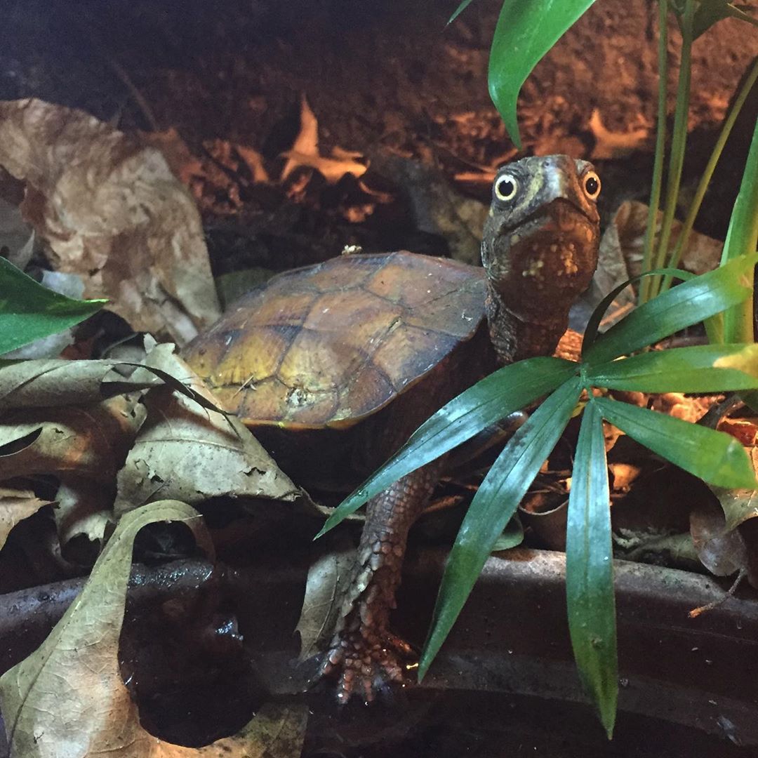 龟一年不吃食一招教你解决,宠物龟不吃食什么原因