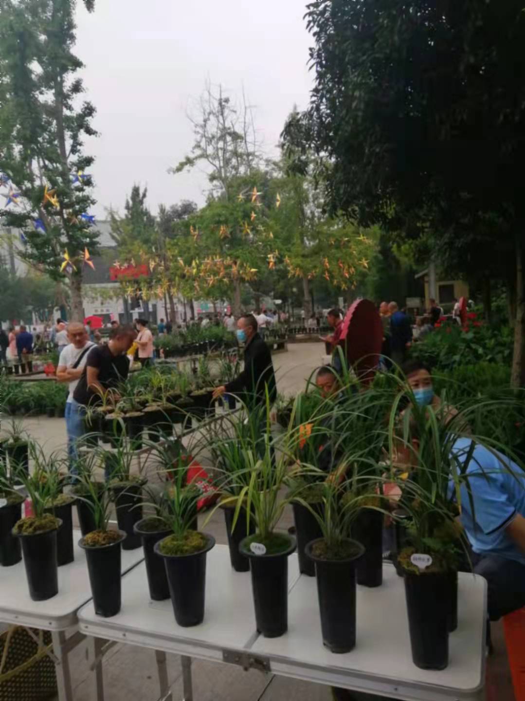 他出资78万元购买了一棵蝶花，一年后发现是普花，无奈诉诸法院