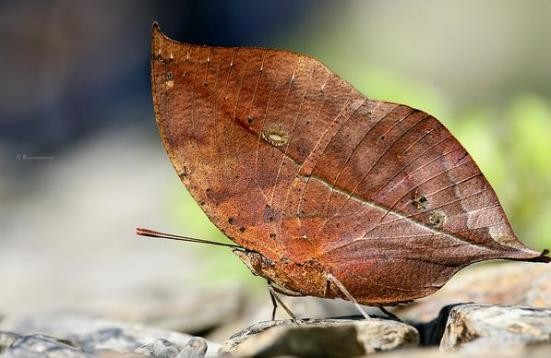 龟类的进化过程图片,龟鳖目动物外形特征
