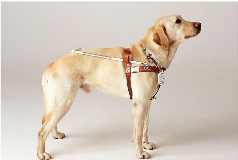 什么品种的狗狗适合有孩子家庭养,如何挑选适合自己的狗狗品种