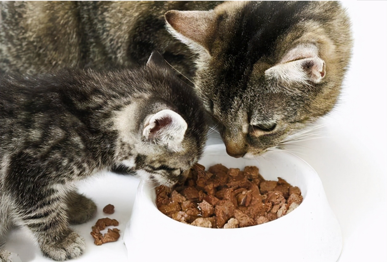养猫的注意事项和喂养,养猫的正确喂养方法