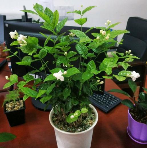 养两年茉莉换盆的正确方法,茉莉小苗怎么把杆子养粗